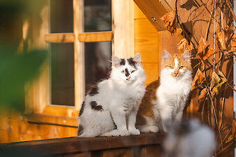 Hühner im Streichelzoo am Forellenhof